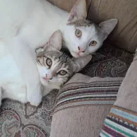 واگذاری سرپرستی گربه|گربه|اردبیل, |دیوار
