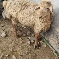 گوسفند زنده مغان بهداشتی باپلاک باقصاب|حیوانات مزرعه|کرج, ساسانی (قلمستان)|دیوار