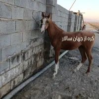 اسب وتجهیزات|اسب و تجهیزات اسبسواری|رودشت (اصفهان), |دیوار