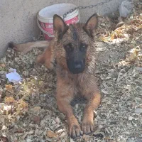 سگ مالینیوز وژرمن|سگ|مشهد, امیریه|دیوار