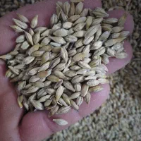 جو مخصوص دام