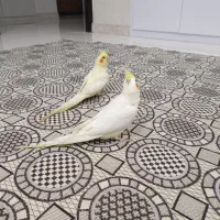 عروس لوتینو|پرنده|رشت, لاکان|دیوار