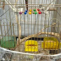 طوطی گرینچیک|پرنده|مشهد, امیریه|دیوار