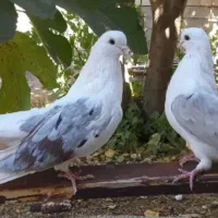 دو جفت دوکت تهرونی زیبا