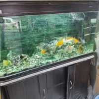 آکواریوم ماهیران