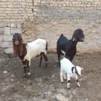 بز بزغاله پاکستانی کاموری پرشیر