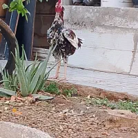 خروس لاری اصل|حیوانات مزرعه|شیراز, فضلآباد|دیوار