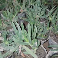 گل یال اسبی...گل سه دم یا دم عقربی