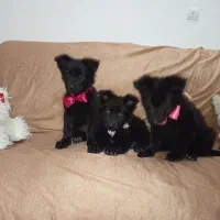 توله ژرمن بلک شپرد دوماهه|سگ|زرقان, |دیوار