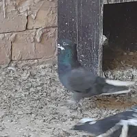 کفتر درجه ۱|پرنده|قم, سالاریه|دیوار