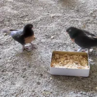 کبوتر ترکیه وشق شقی