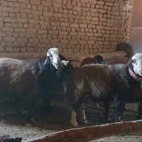 گوسفند|حیوانات مزرعه|گلبهار, نوبهار|دیوار