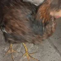 مرغ و خروس|حیوانات مزرعه|کهریزک, |دیوار