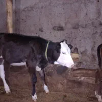 گاو سیمینتال شیری و گوساله سیمینتال