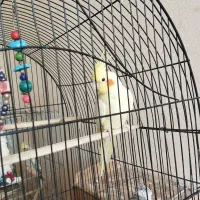 عروس هلندی|پرنده|رامیان, |دیوار