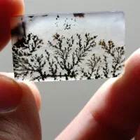 شجر قائن درجه یک