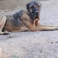 یک‌‌سگ‌سرابی ‌2یا3سال‌داره.بفرش‌می‌رسد