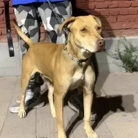 پیتبول ماده