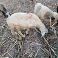 فروش ۱۴راس میش درجه یک