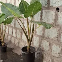 بابا آدم|گل و گیاه طبیعی|تهران, حکیمیه|دیوار