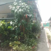 گل های خاص آپارتمانی