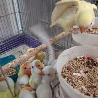 طوطی برزیلی|پرنده|تهران, مجیدآباد|دیوار