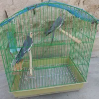 عروس هلندی