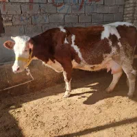 گاو ابستن ۳ پستان