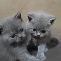 گربه بریتیش اصیل|گربه|رشت, ولکس|دیوار