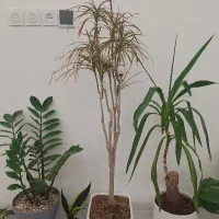 گل دراسنا حنایی، ارتفاع ۱۲۵ سانت