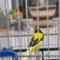 قناری کشیده بلند ماده