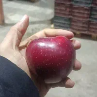 خواهان اجاره باغ سیب گیلاس وزردآلو میباشم