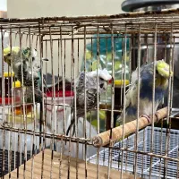 مرغ عشق رینبو و پروانه ای و طوطی کوتوله برزیلی|پرنده|قائم‌شهر, |دیوار