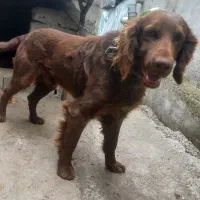 واگذاری ستر فول شکار