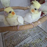 جوجه عروس هلندی فوق العاده زیبا|پرنده|قزوین, |دیوار