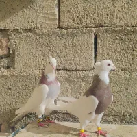 طوقی جفت|پرنده|نقده, |دیوار