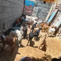 ۳۰عدد کهره ماده