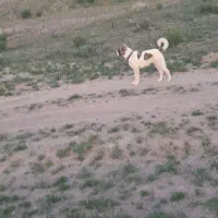 سگ گلگی عالی