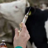 تزریق واکسن تب برفکی  هشدار به دامداران|خدمات آرایشگری و زیبایی|تربت‌حیدریه, حاجی یار‎|دیوار