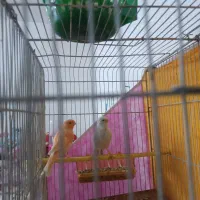 جفت قناری|پرنده|بیرجند, |دیوار