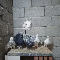 کبوتر|پرنده|ماهدشت, |دیوار