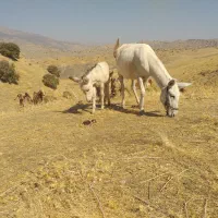 الاغ کره نر