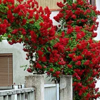 گل رز رونده نهالستان  نهال گلدانی میوه گل امپریال