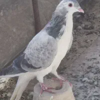 کبوتر دمگیر سرور پلاکی طوقی سینه پرشی|پرنده|اصفهان, بوستان ناژوان|دیوار