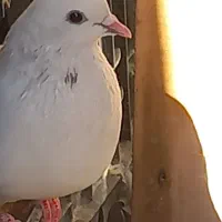 دوکبوتر یکی ماده ویکی نر هردوتا سالم واکسن زده|پرنده|ازنا, |دیوار