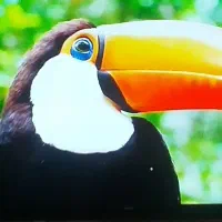 تلویزیون۴۹اینچ آیوا m7|تلویزیون و پروژکتور|اسلام‌‌آباد غرب, |دیوار