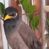 یک عدد مرغ مینا و سیره پرصورتی