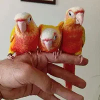 همه مدل گرینچیک باتست خورشیدی