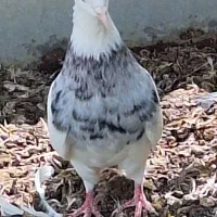 کبوتر طوقی کله ای سینه ای سبز آبادانی|پرنده|شهرضا, |دیوار