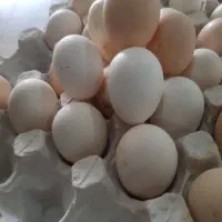 تخم مرغ محلی|خوردنی و آشامیدنی|کاشان, عربها|دیوار